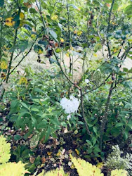 ACAO FORESTに投稿された画像（2026/8/22）