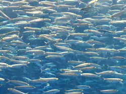 名古屋港水族館に投稿された画像（2026/8/22）