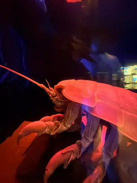 名古屋港水族館に投稿された画像（2026/8/22）