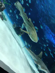 サンシャイン水族館に投稿された画像（2026/8/22）