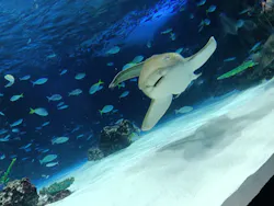 サンシャイン水族館に投稿された画像（2026/8/22）