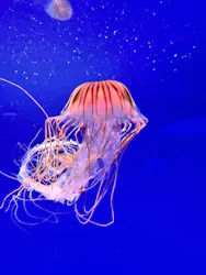 新江ノ島水族館に投稿された画像（2026/8/22）