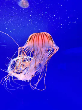 新江ノ島水族館に投稿された画像（2026/8/22）