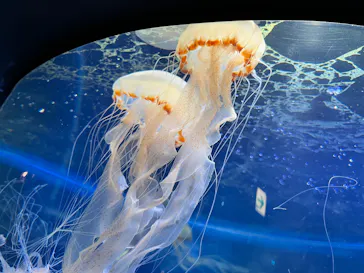 新江ノ島水族館に投稿された画像（2026/8/22）