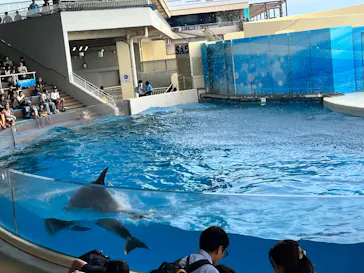 新江ノ島水族館に投稿された画像（2026/8/22）