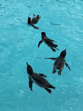 葛西臨海水族園に投稿された画像（2026/8/22）