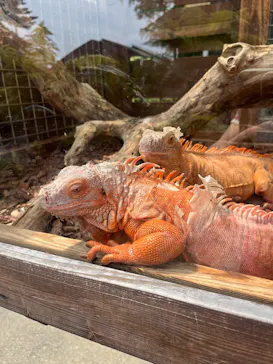 体感型動物園iZooに投稿された画像（2026/8/22）