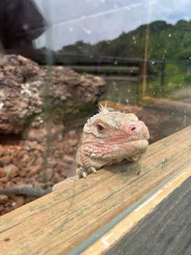 体感型動物園iZooに投稿された画像（2026/8/22）