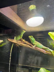 体感型動物園iZooに投稿された画像（2026/8/22）