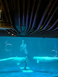 島根県立 しまね海洋館に投稿された画像（2026/8/22）