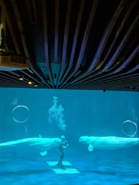 島根県立 しまね海洋館に投稿された画像（2026/8/22）