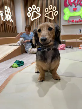 いぬカフェRio 鎌倉小町通り店に投稿された画像（2026/8/22）