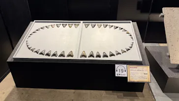 ヨコハマ恐竜展２０２６～恐竜の食卓大図鑑～に投稿された画像（2026/8/22）
