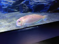サンシャイン水族館に投稿された画像（2026/8/22）