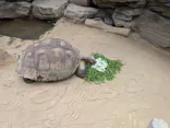 恩賜上野動物園に投稿された画像（2026/8/22）