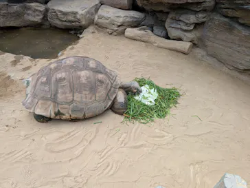恩賜上野動物園に投稿された画像（2026/8/22）