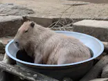 伊豆シャボテン動物公園に投稿された画像（2026/8/22）