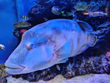 竹島水族館に投稿された画像（2026/8/22）
