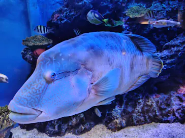 竹島水族館に投稿された画像（2026/8/22）