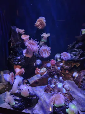 竹島水族館に投稿された画像（2026/8/22）