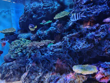 竹島水族館に投稿された画像（2026/8/22）