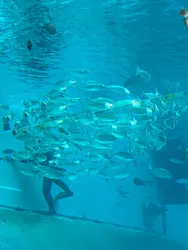 名古屋港水族館に投稿された画像（2026/8/22）