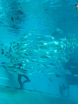 名古屋港水族館に投稿された画像（2026/8/22）