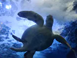 しながわ水族館に投稿された画像（2026/8/22）