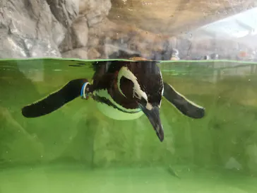 しながわ水族館に投稿された画像（2026/8/22）