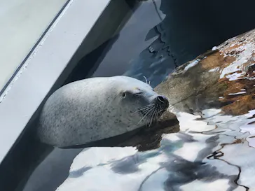 しながわ水族館に投稿された画像（2026/8/22）