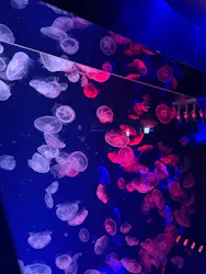 名古屋港水族館に投稿された画像（2026/8/22）