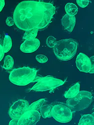 名古屋港水族館に投稿された画像（2026/8/22）