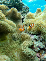 OCEAN LIFE 宮古島に投稿された画像（2026/8/22）
