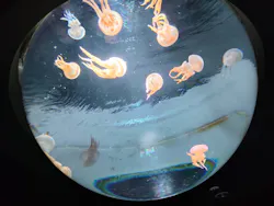 サンシャイン水族館に投稿された画像（2026/8/22）