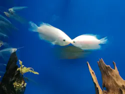 サンシャイン水族館に投稿された画像（2026/8/22）