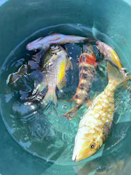 もとぶつりぐ善海丸に投稿された画像（2026/8/22）