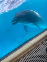 新江ノ島水族館に投稿された画像（2026/8/22）