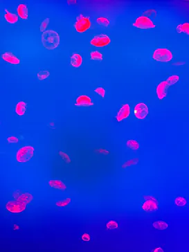 大分マリーンパレス水族館 「うみたまご」に投稿された画像（2026/8/22）