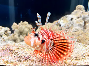 大分マリーンパレス水族館 「うみたまご」に投稿された画像（2026/8/22）