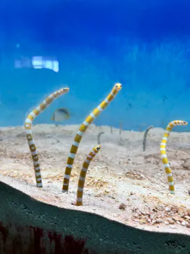 大分マリーンパレス水族館 「うみたまご」に投稿された画像（2026/8/22）