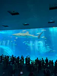 沖縄美ら海水族館に投稿された画像（2026/8/23）