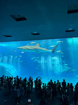 沖縄美ら海水族館に投稿された画像（2026/8/22）