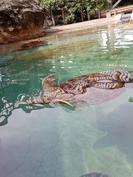 新江ノ島水族館に投稿された画像（2026/8/22）