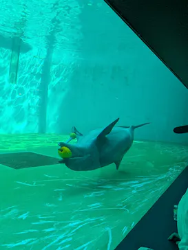 しながわ水族館に投稿された画像（2026/8/23）