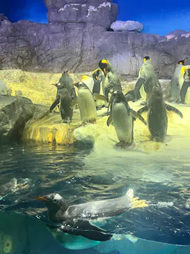 天王寺動物園に投稿された画像（2026/8/23）
