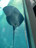 環境水族館アクアマリンふくしまに投稿された画像（2026/8/23）