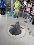 しながわ水族館に投稿された画像（2026/8/23）