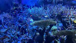 名古屋港水族館に投稿された画像（2026/8/23）