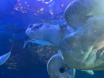しながわ水族館に投稿された画像（2026/8/23）