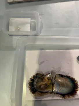 しながわ水族館に投稿された画像（2026/8/23）
